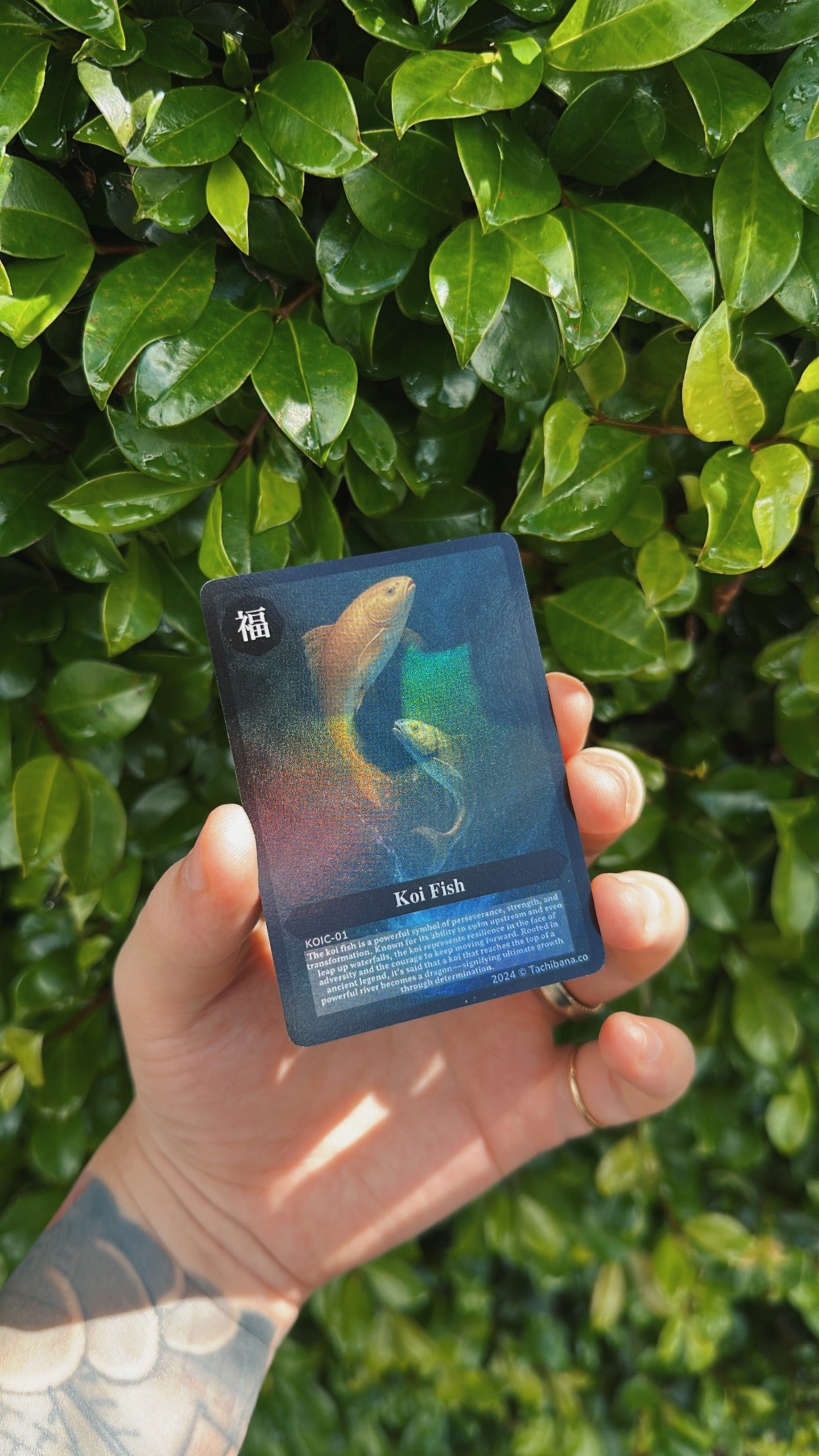 koi-fish-meaning-card
